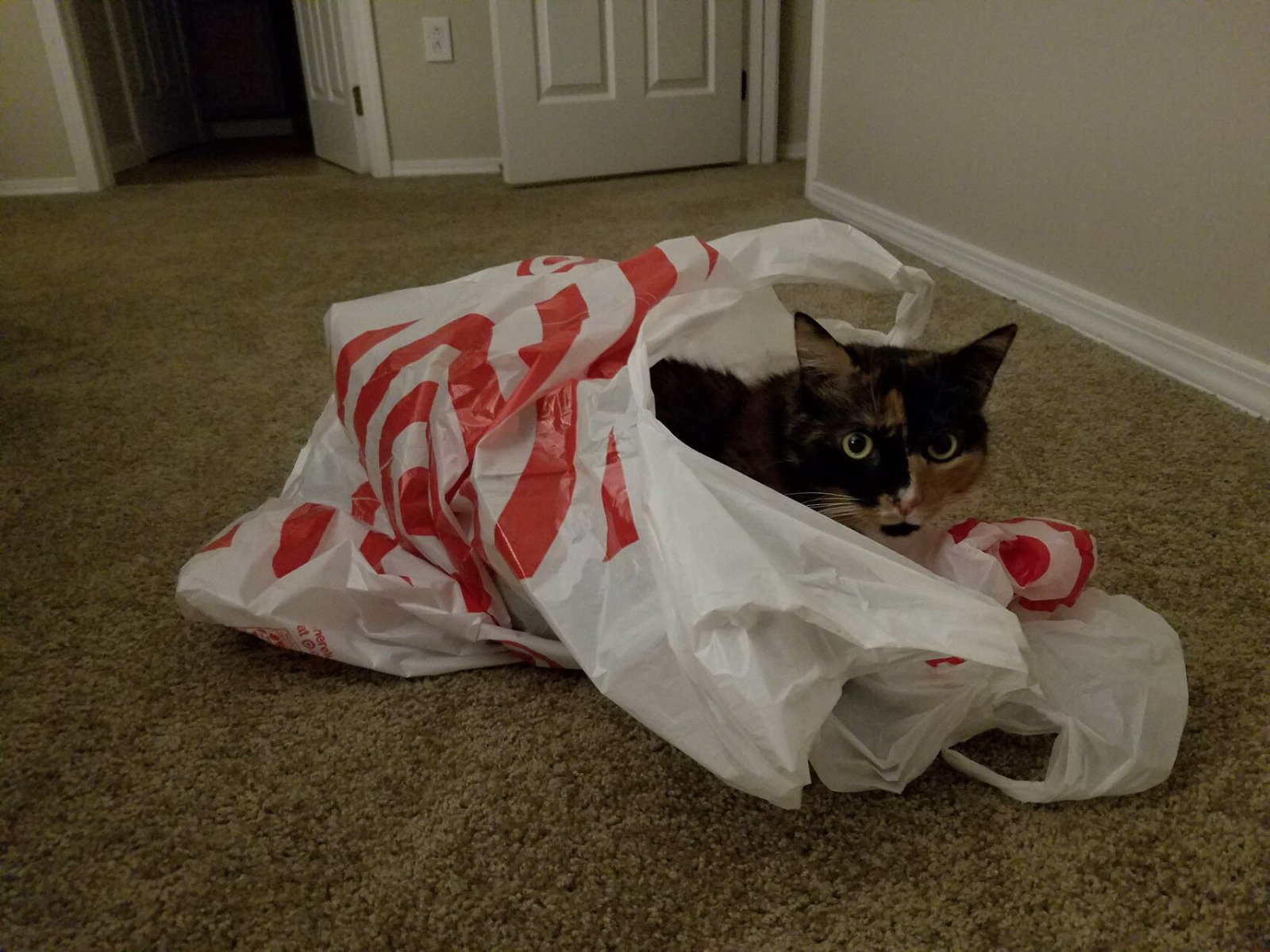 Also plastic bags. She loved that shit.