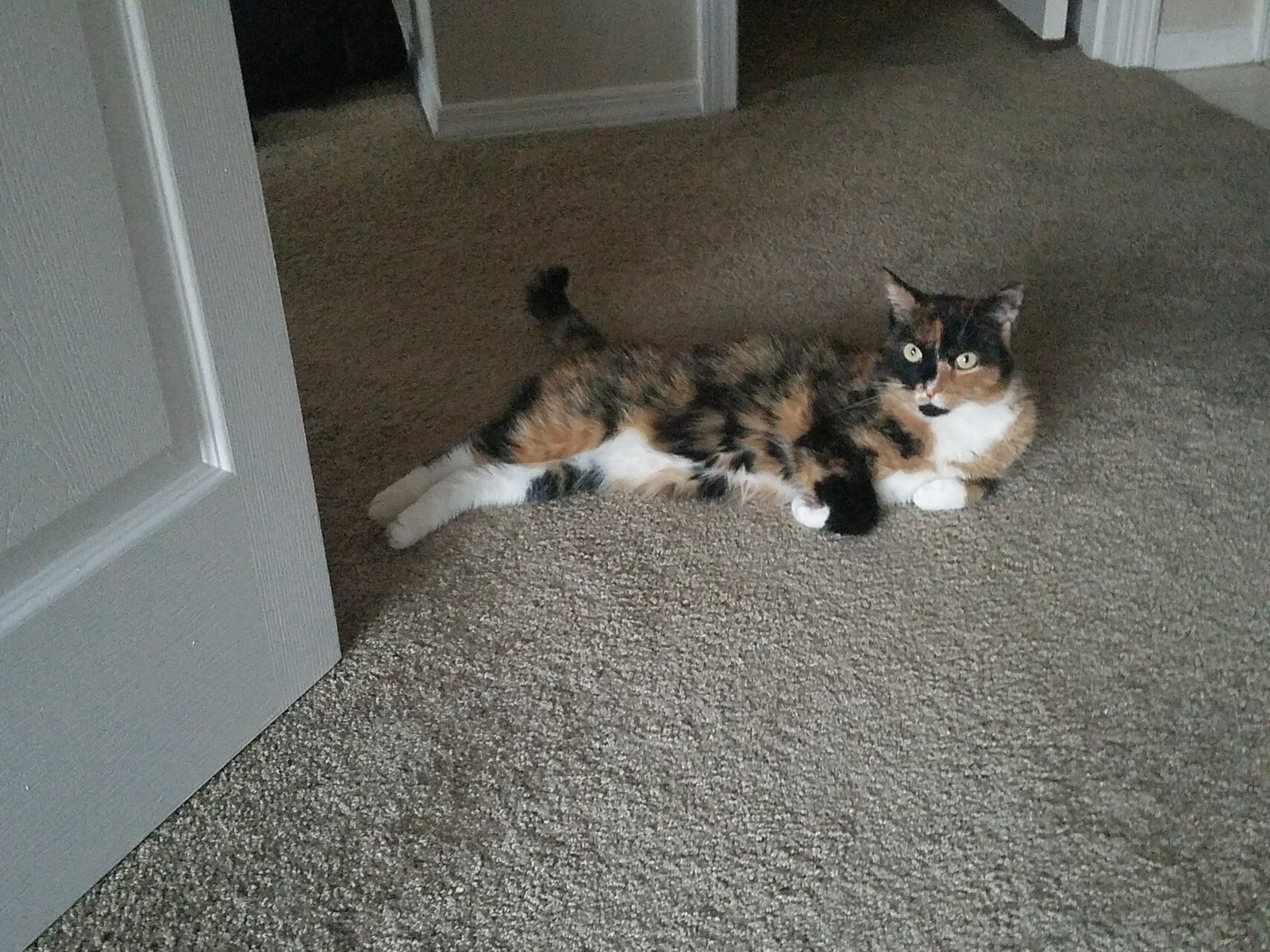 Savvy missed her calling as a Fancy Feast model.